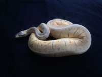 Killer blast male 600 grams.JPG