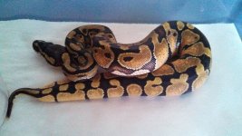 tmp_F Enchi 2122636954.jpg