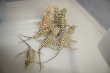 IMG_8657.jpg