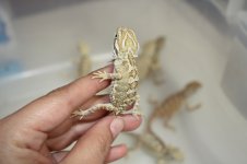 IMG_8653.jpg