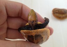 hatchlings3.jpg