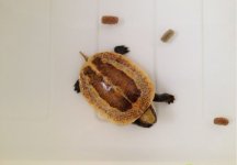 hatchlings4.jpg