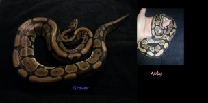 Grover and Abby.jpg