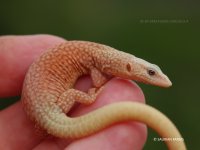 kingrock_albino.jpg