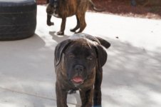 brindle9.jpg