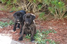 blackbrindle&b.jpg