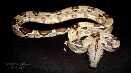 1547_399183533535096_282948625_n[1].jpg