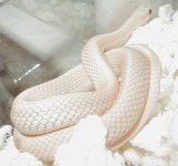 Eastern leucistic 1 28 2008.JPG