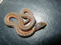Eastern flame het albino 1 from Ery flame f x Ery alb m CB 05 08 2010.JPG