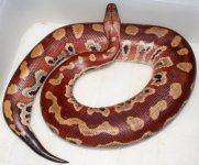 Dam of albino.jpg