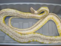 Male Ultra Ivory 3-8-13 (3).jpg