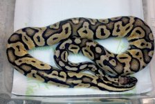 adult male super pastel3.jpg