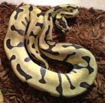 female tiger ball python.jpg
