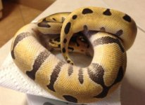female tiger ball python2.jpg