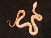 snakes 164.jpg