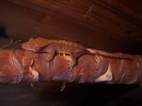 crested geckos 019.jpg
