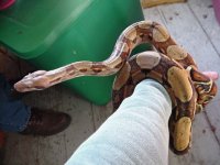 newboa.jpg