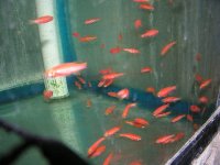 fwcyprinids1142880252.jpg