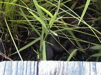 cottonmouth.jpg