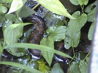 cottonmouth2.jpg