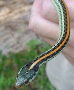Thamnophis_sirtalis_annectens4.jpg