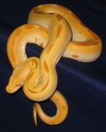 albinogreen03m.jpg