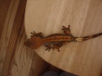 DSC00116.JPG