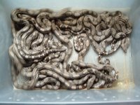 snakes.jpg