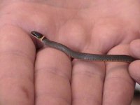 ringneck.jpg