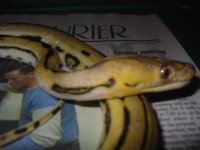 dead retic 010.jpg