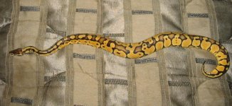 pastel female flash.jpg