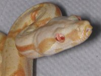 Albino Boa 003.jpg