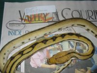 dead retic 002.jpg