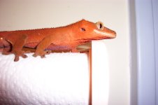 cresty red.jpg