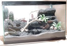 aa gecko foamarium.jpg