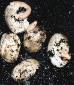burmese_babies.jpg