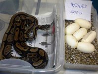 00074 with eggs 2003 c web.jpg