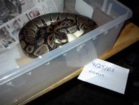 00017 on eggs 2003 c web.jpg