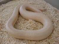 Snow-gravid 1.JPG