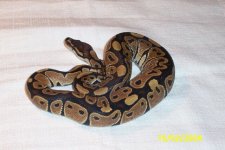 fauna0215.jpg