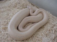 Snow-gravid 3.JPG