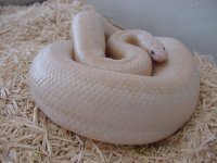 Snow-gravid 5.JPG