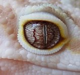 tremper eye.jpg
