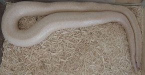 Snow-gravid 6.jpg