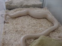 Birth-snow.JPG