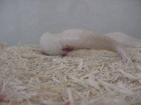 Birth-snow 1.JPG