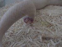 Birth-snow 2.JPG