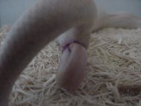 Birth-snow 3.JPG