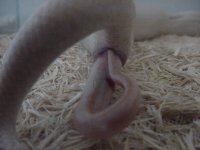Birth-snow 4.JPG