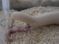 Birth-snow 5.JPG